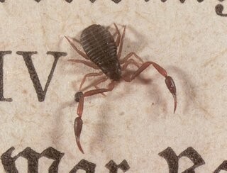 A book scorpion of the Chelifer cancroides variety in all its tiny glory. This species in particular is often found in homes and grows to be around 2.5–4.5 mm.
